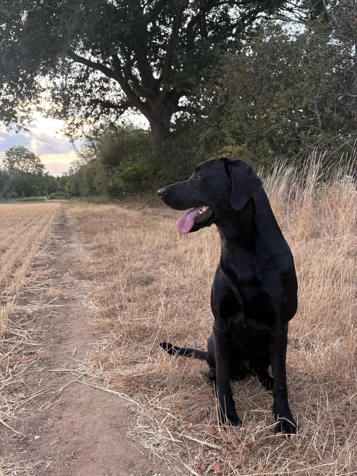 Angus, a black Labrador, under the oak at dusk