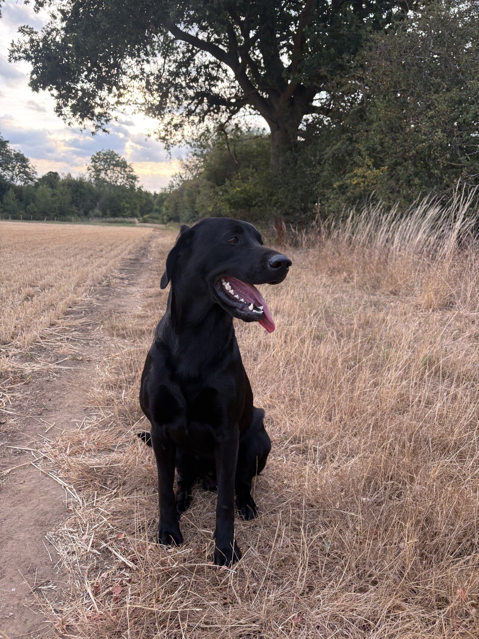 Angus sitting on a stubble field track beneath a large oak at dusk