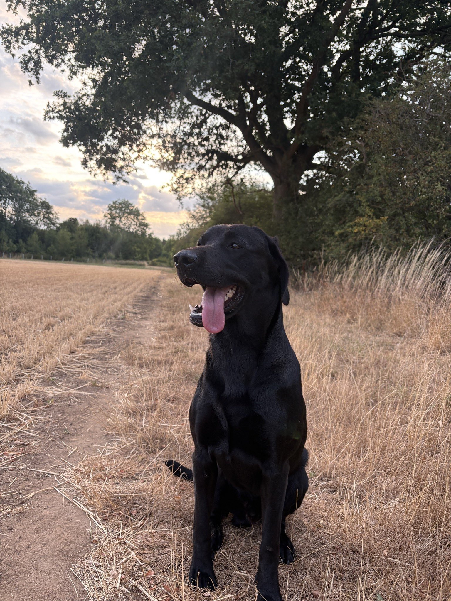 Angus sitting alert at the edge of the stubble field in the evening light