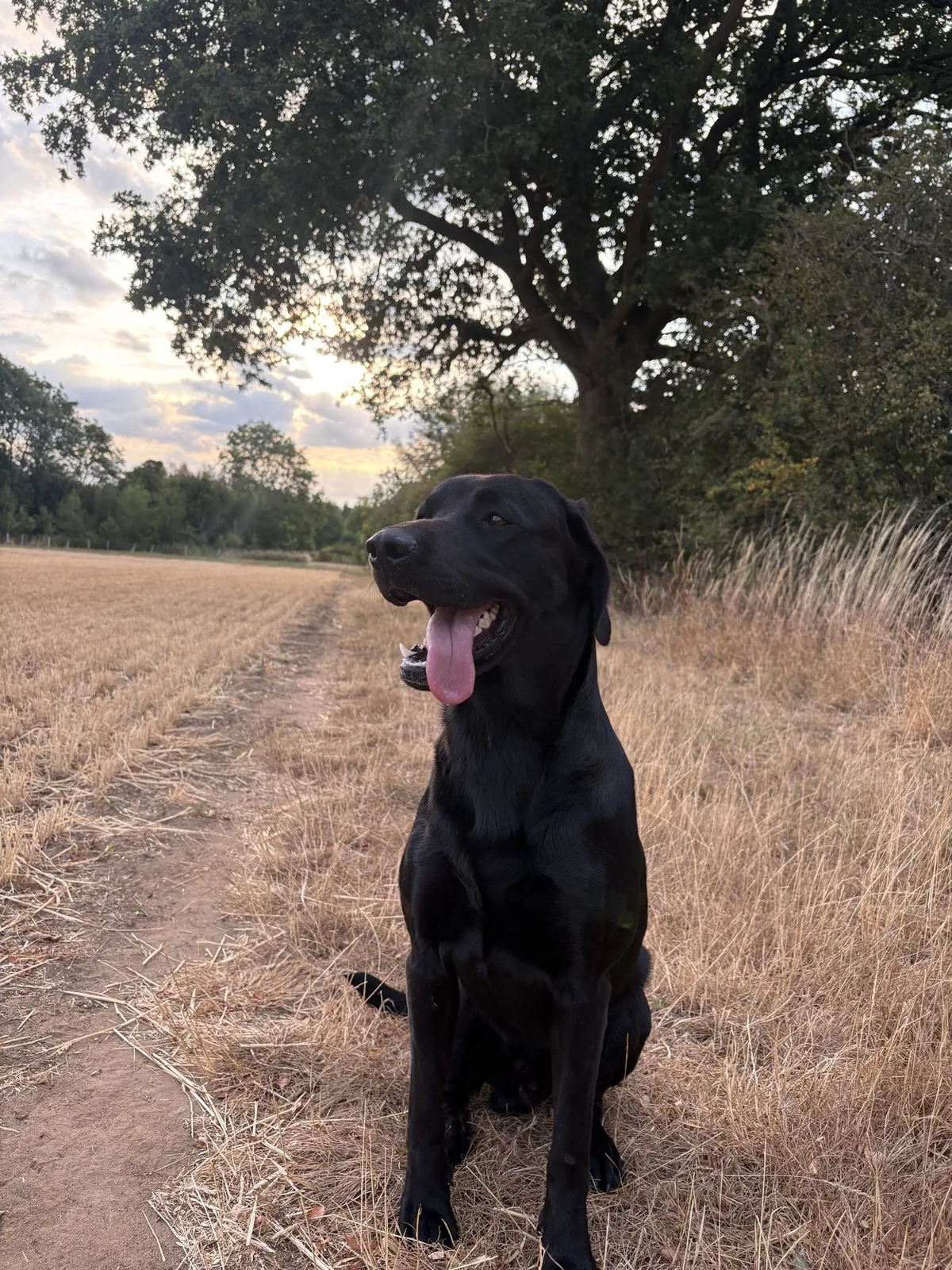 Angus, a black Labrador, under the oak at dusk