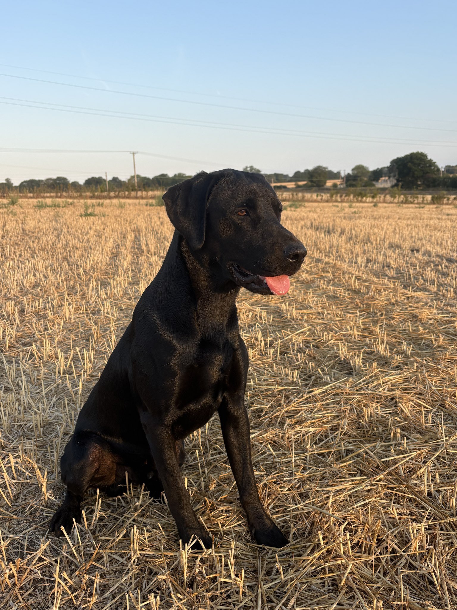 Blair sitting out in the stubble field in the evening sun