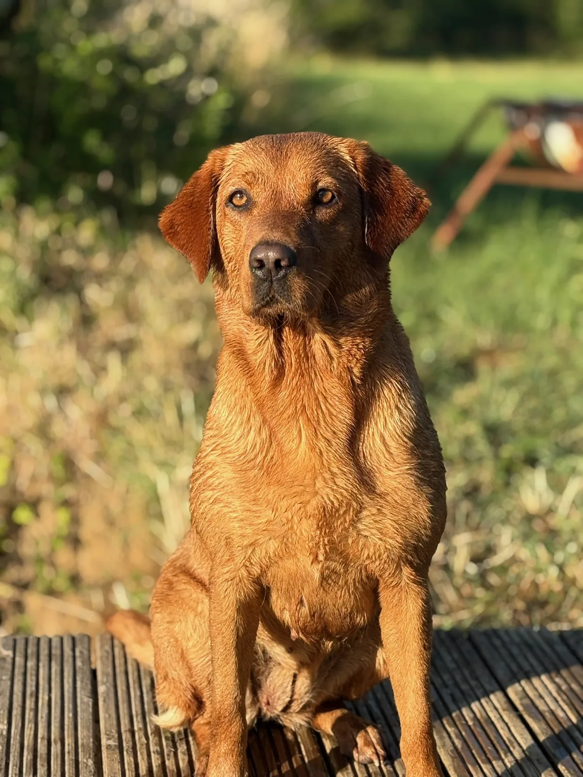 Bonnie, a fox red Labrador, in the meadow