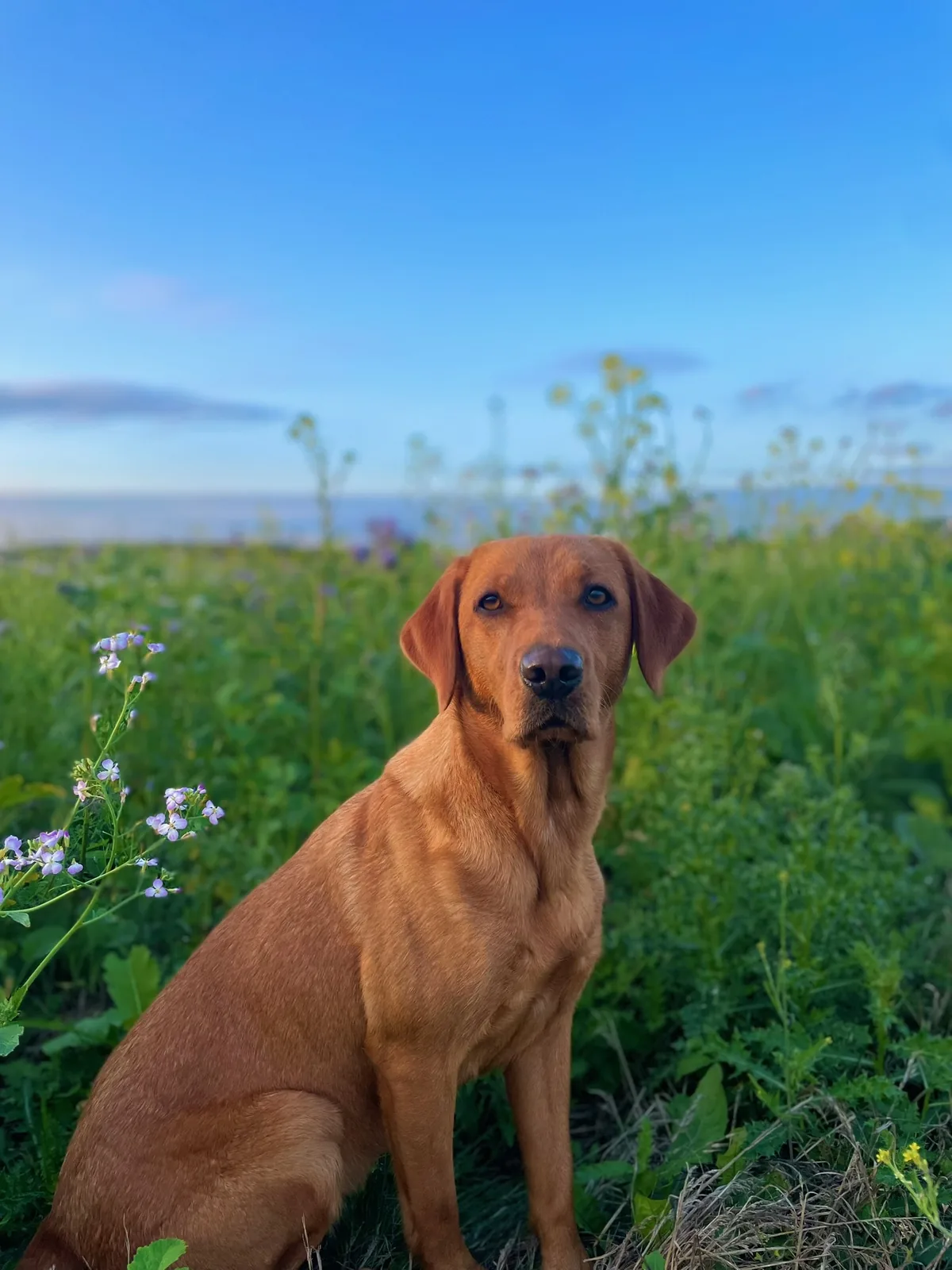 Bonnie, a fox red Labrador, in the meadow