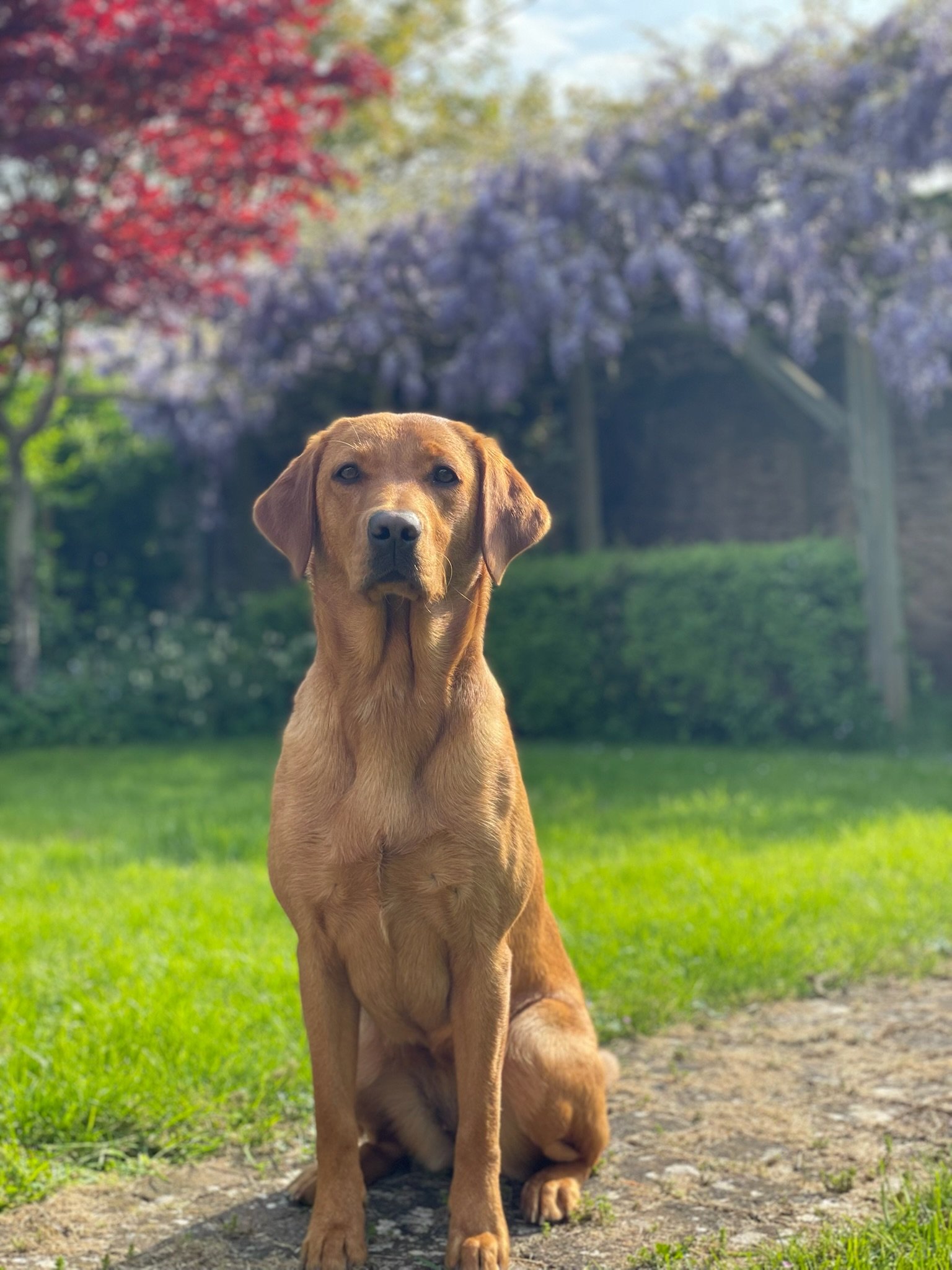Bonnie in the garden with wisteria in bloom behind her