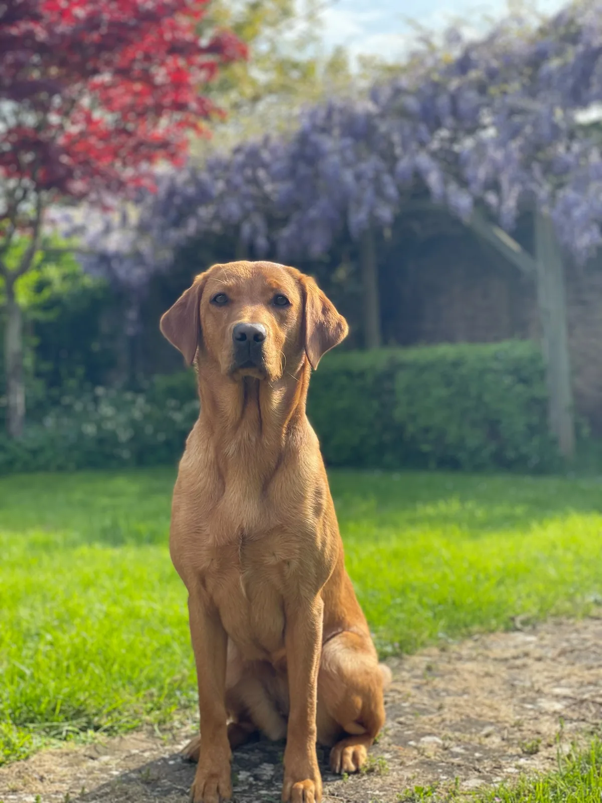 Bonnie, a fox red Labrador, in the meadow