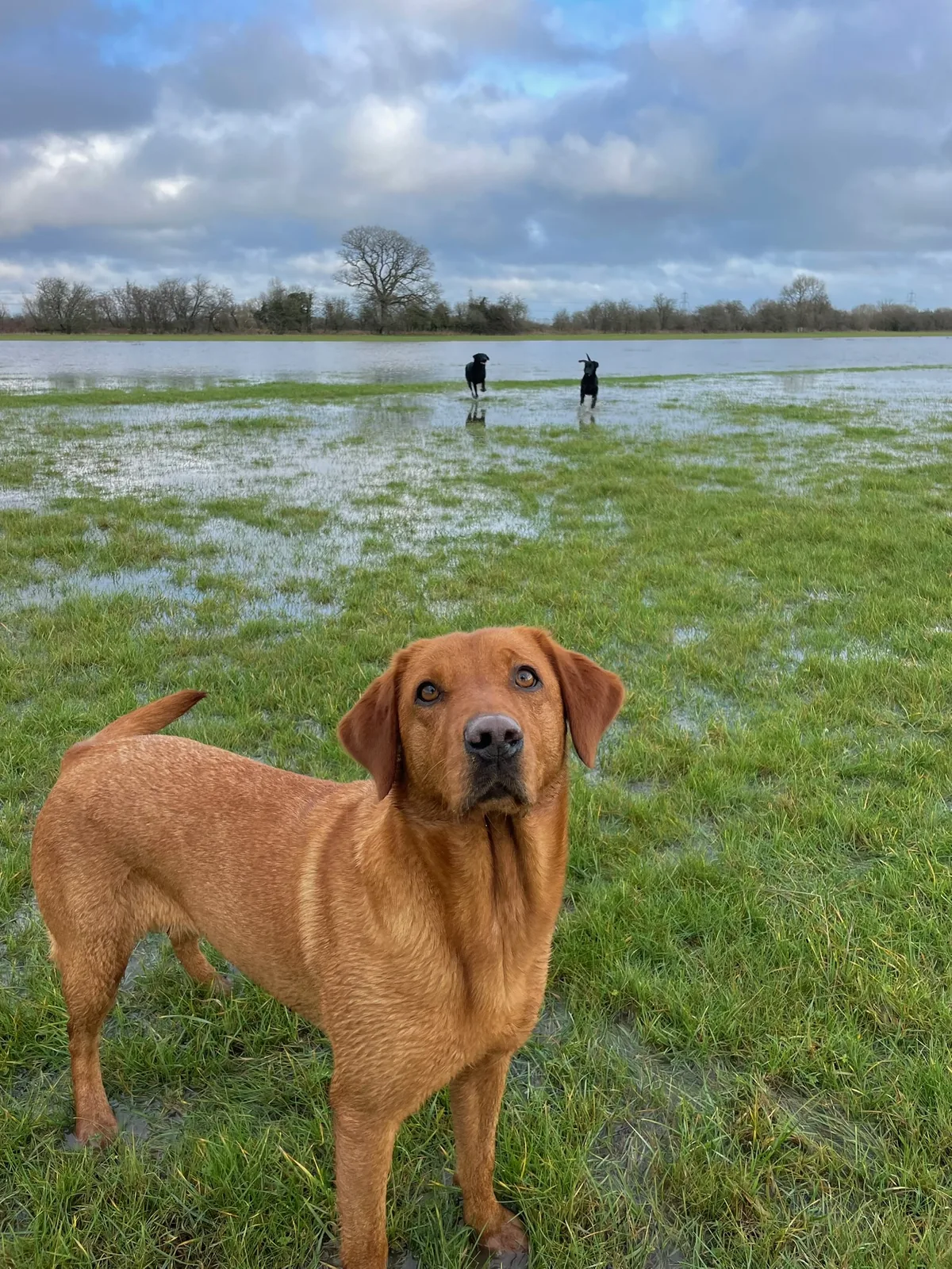 Bonnie, a fox red Labrador, in the meadow