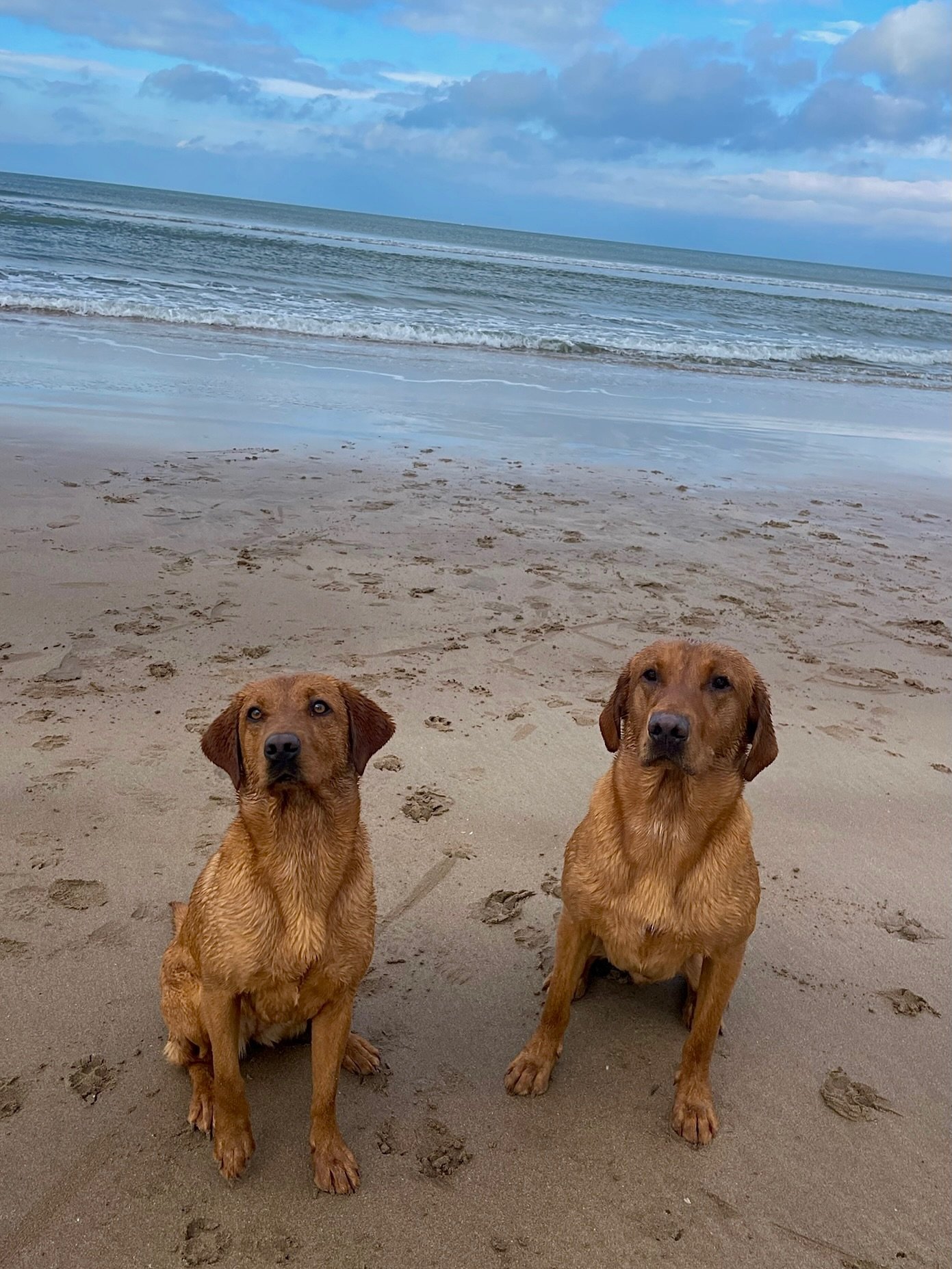 Two fox red Labradors sitting together on the beach