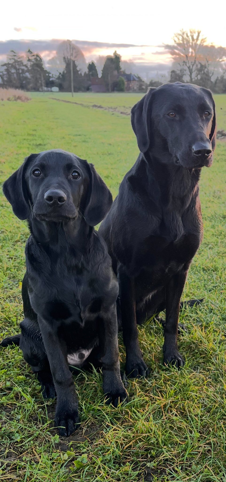 Two black Labradors sitting close together in the field at dusk