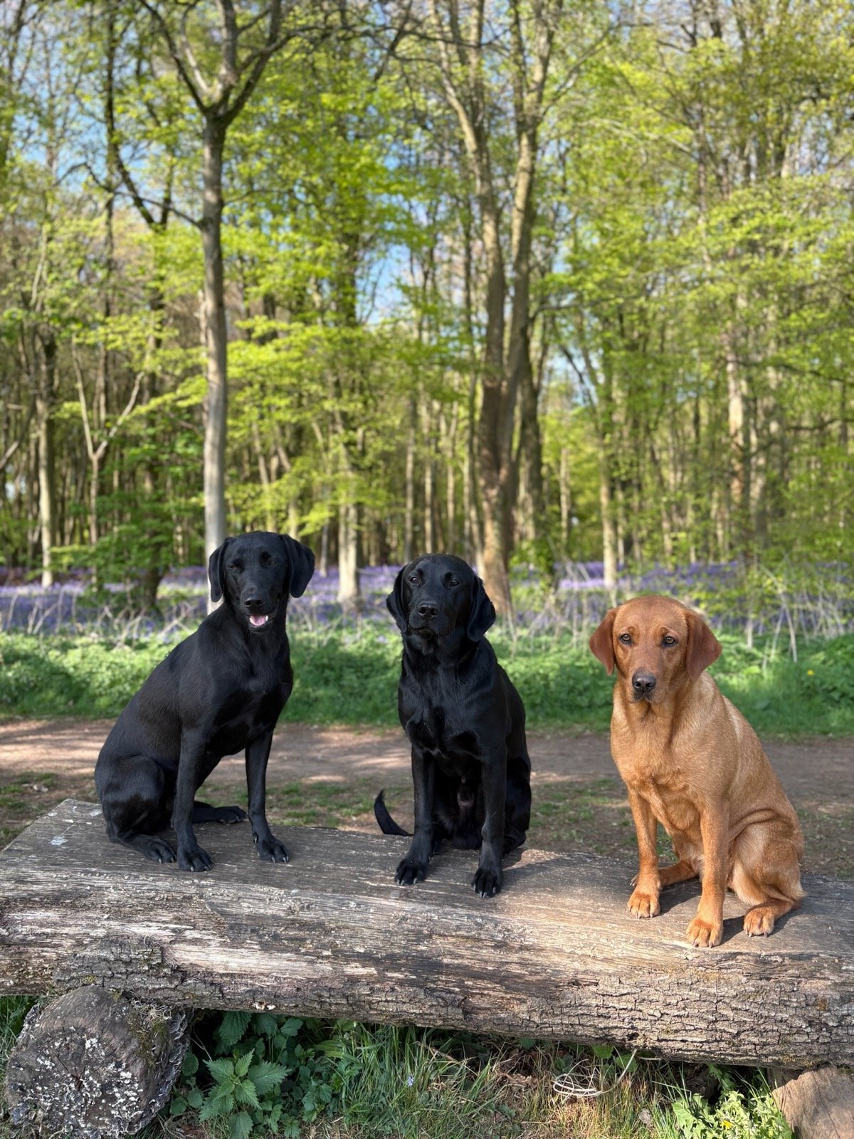Three Labradors sitting on a log bench in a bluebell wood