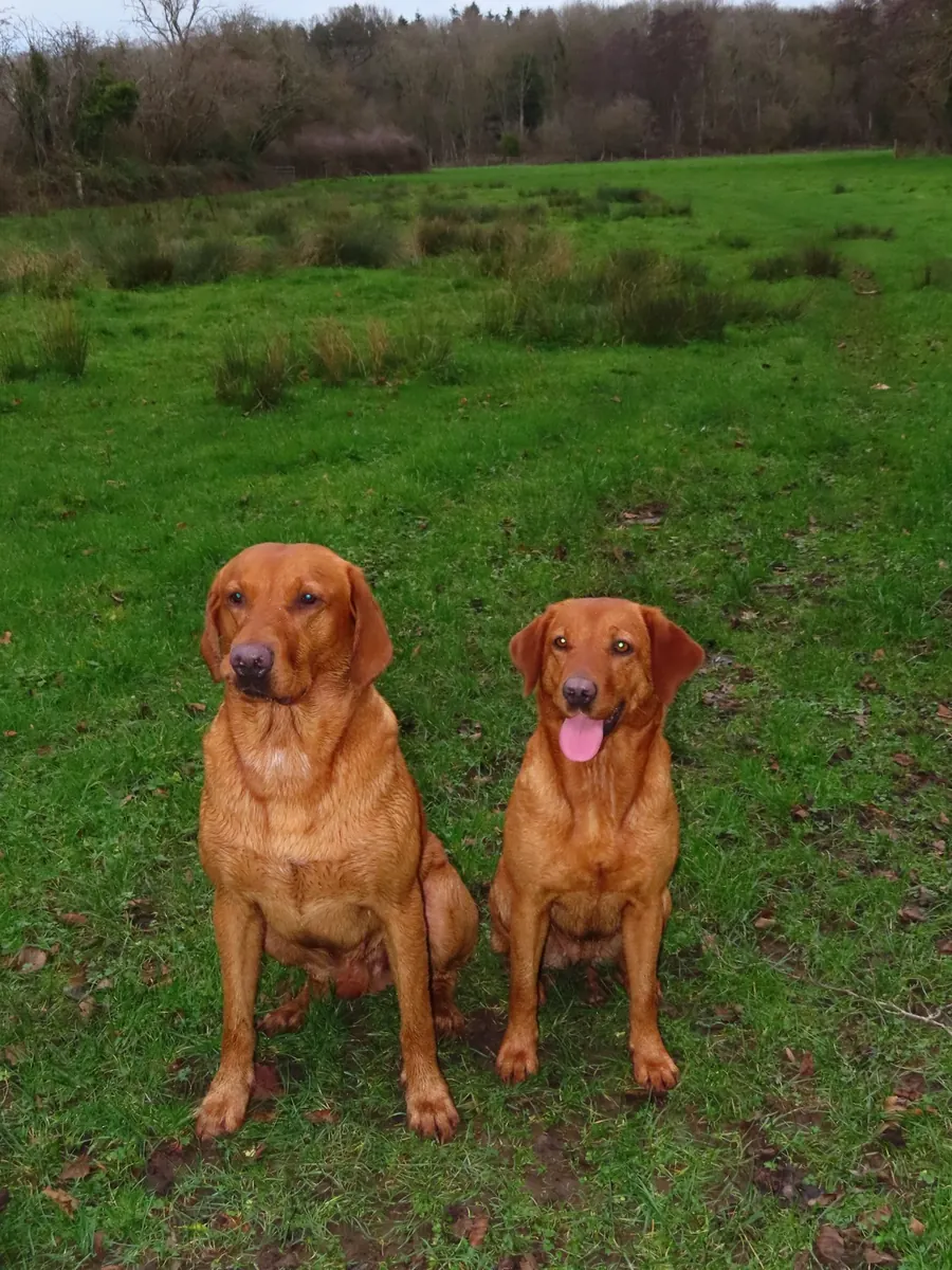 Life on the farm at Pittfield Gundogs