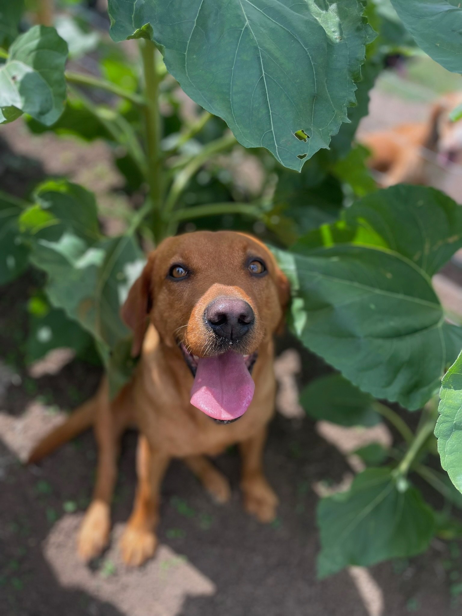 A fox red Labrador poking through the leaves in the vegetable patch