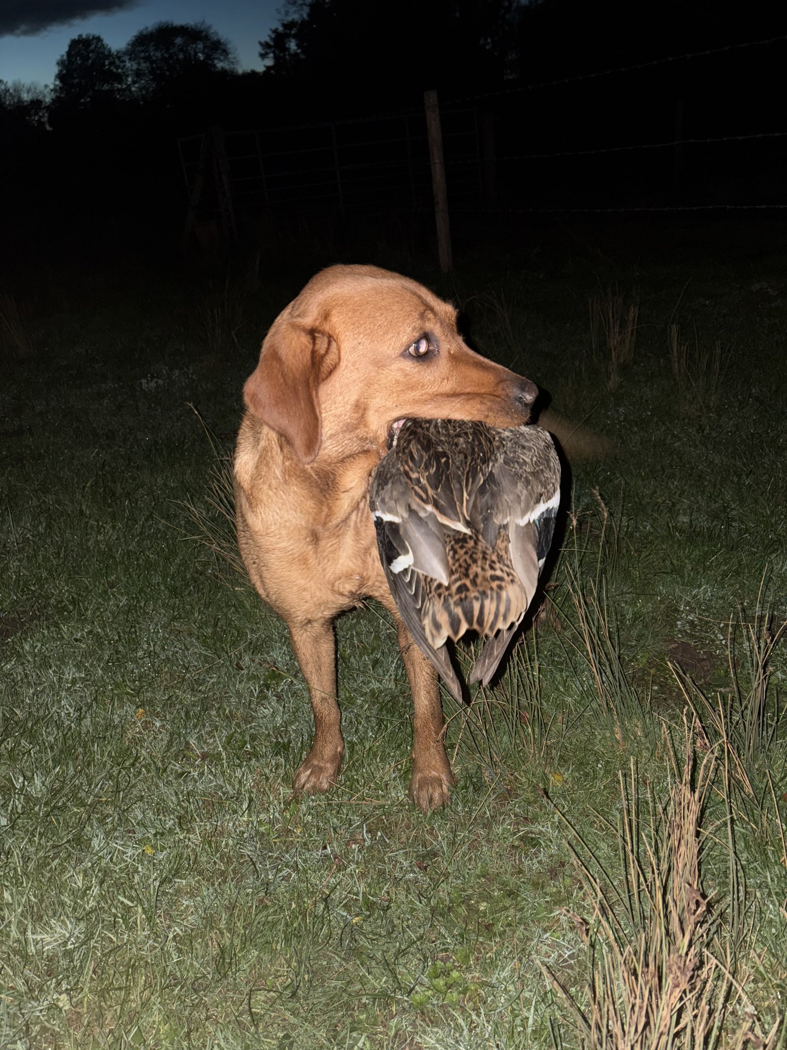 A fox red Labrador retrieving a duck across the grass at dusk