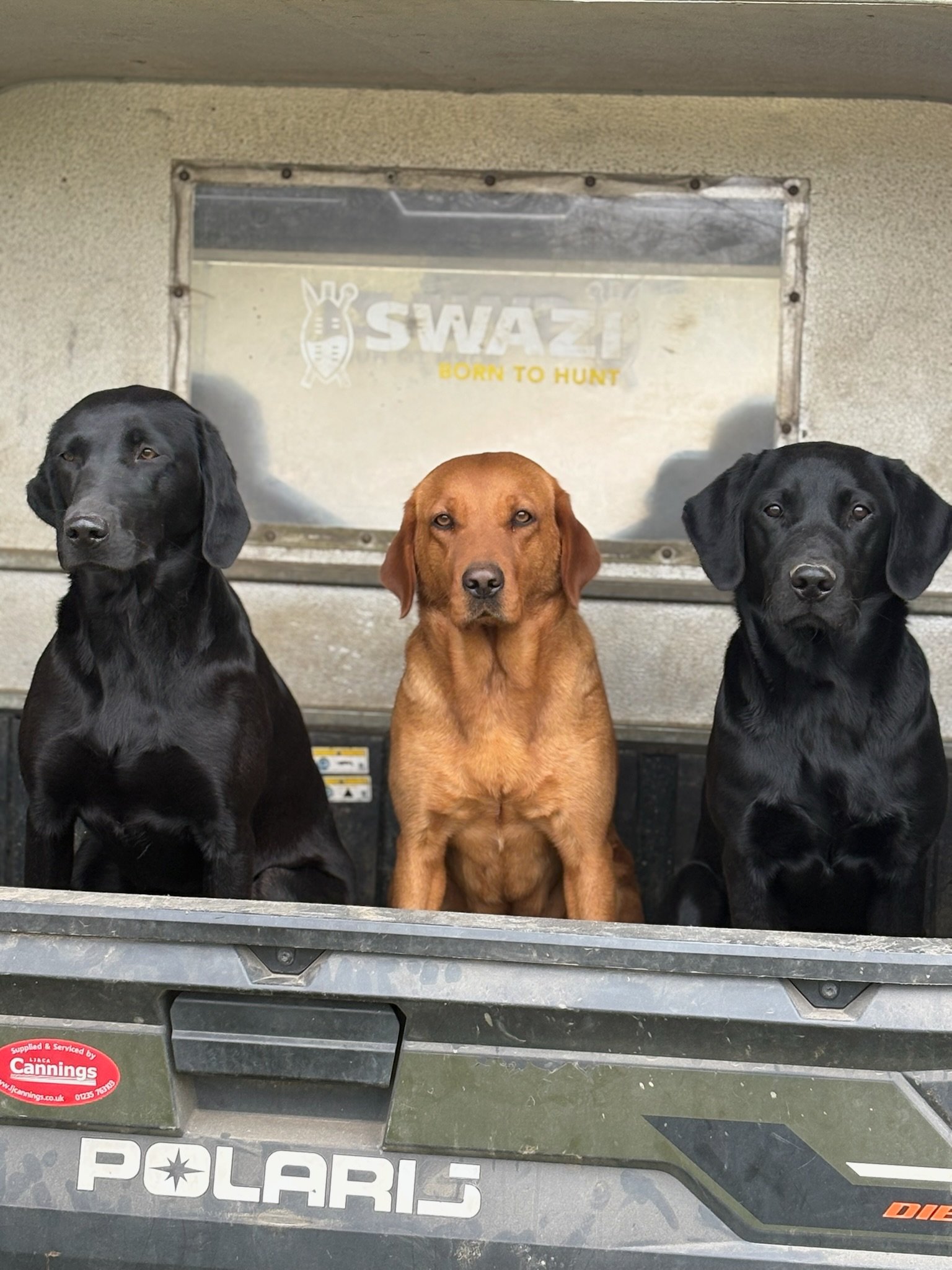 Three Labradors sitting in the back of the farm buggy