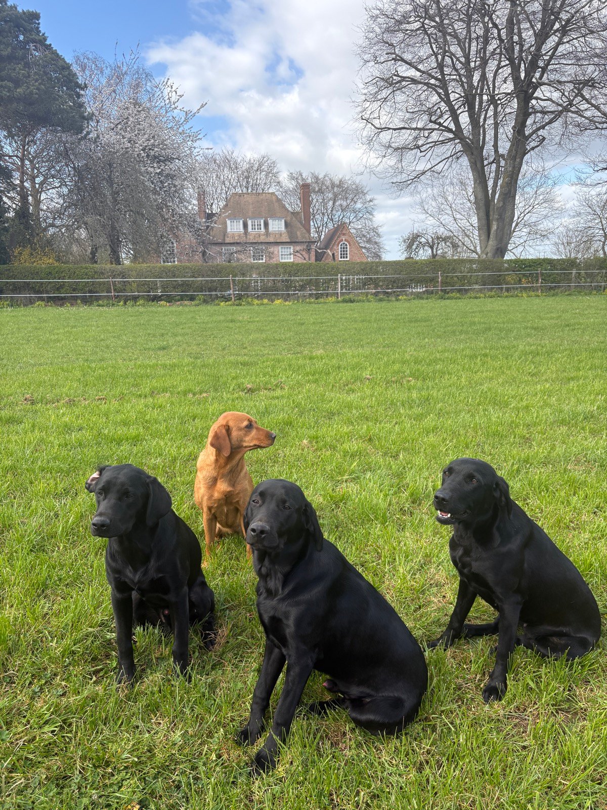 Four Labradors sitting on the lawn in front of the farmhouse