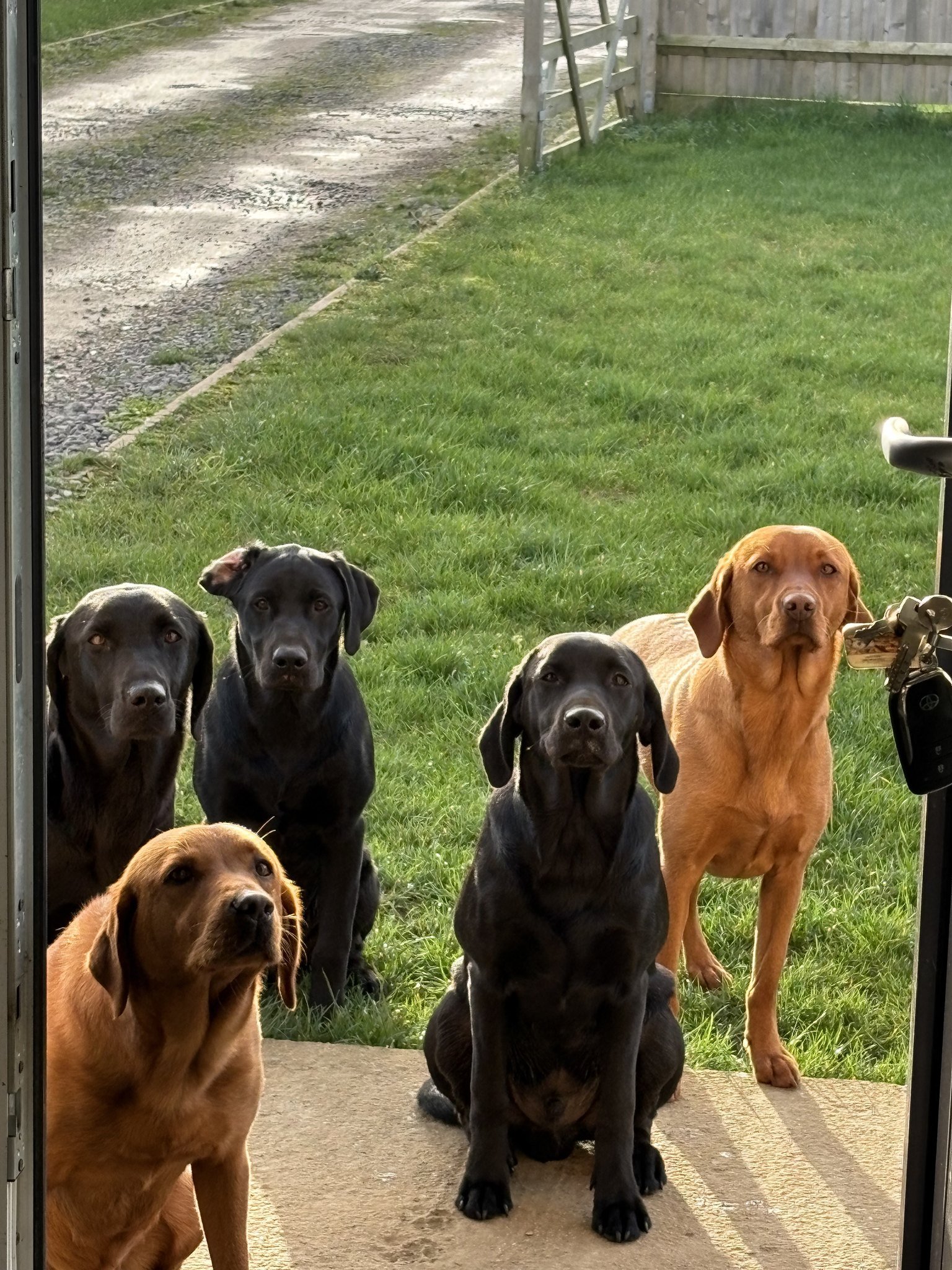 Five Labradors gathered at the door waiting to be let in