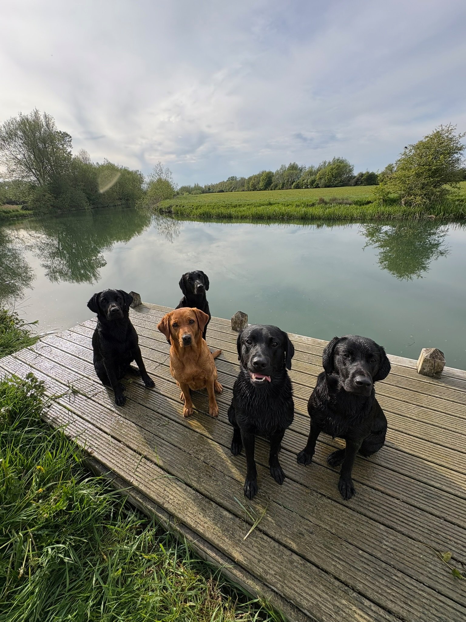 All five Pittfield dogs sitting together on a jetty by the water