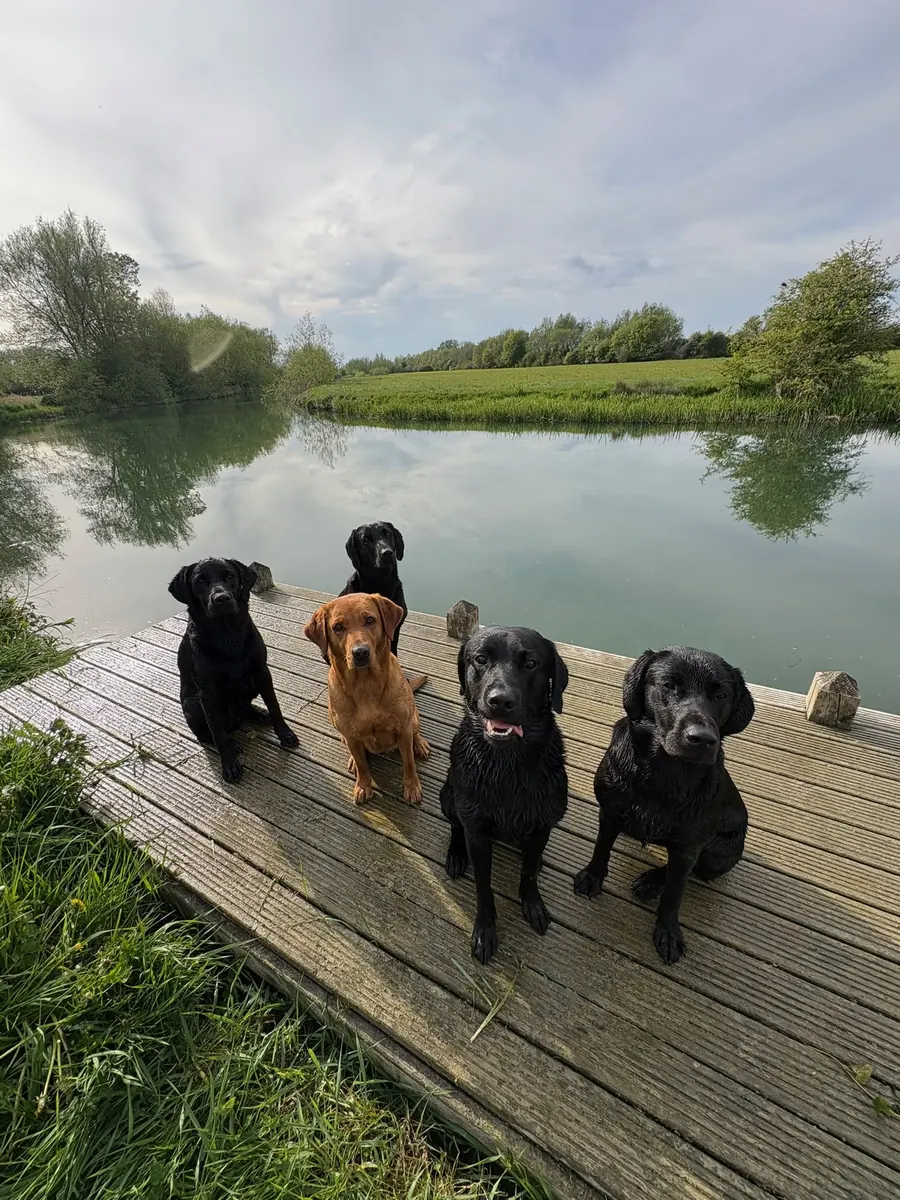 Life on the farm at Pittfield Gundogs