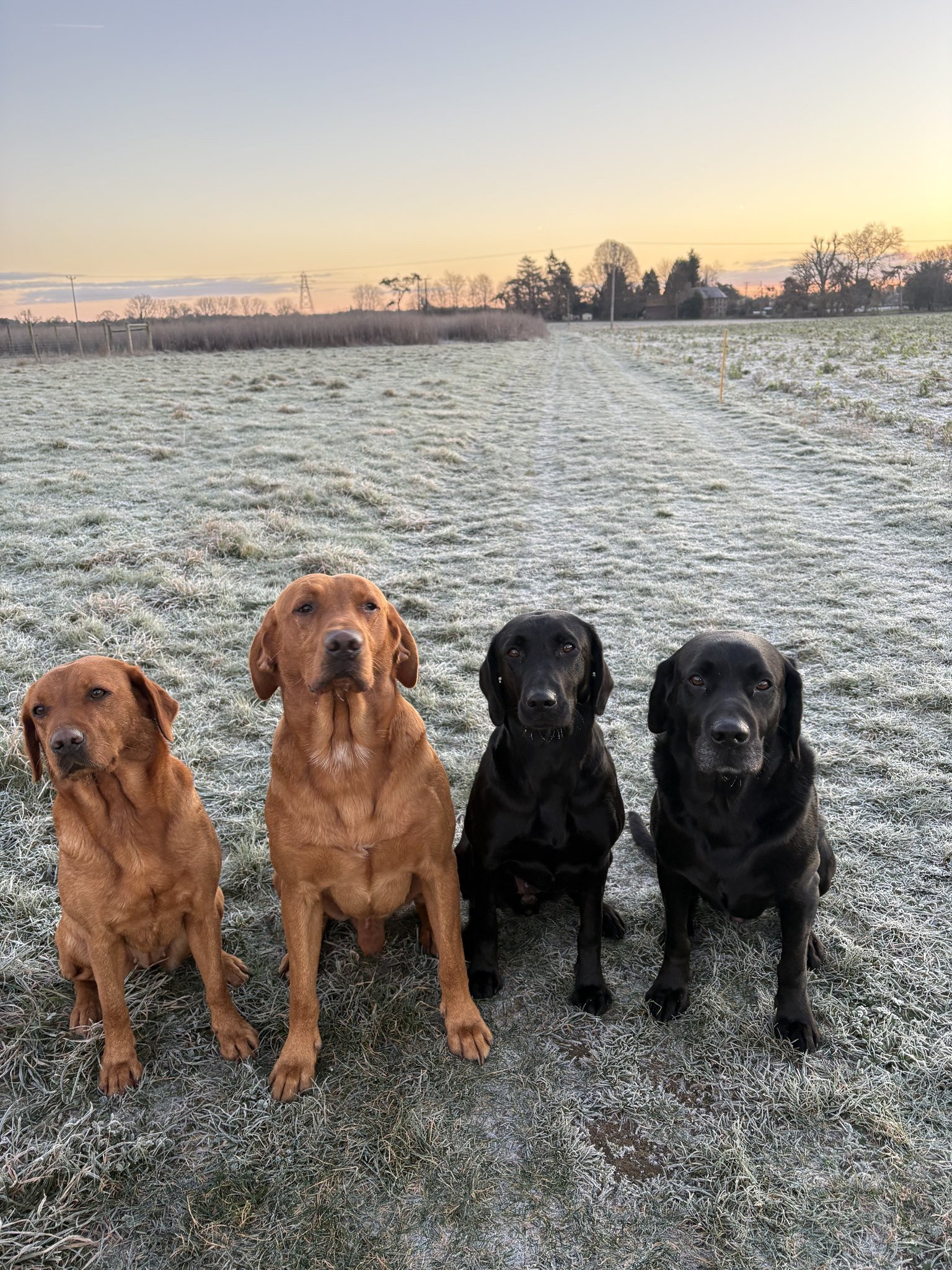 All four Labradors sitting together in a frosty field at sunrise
