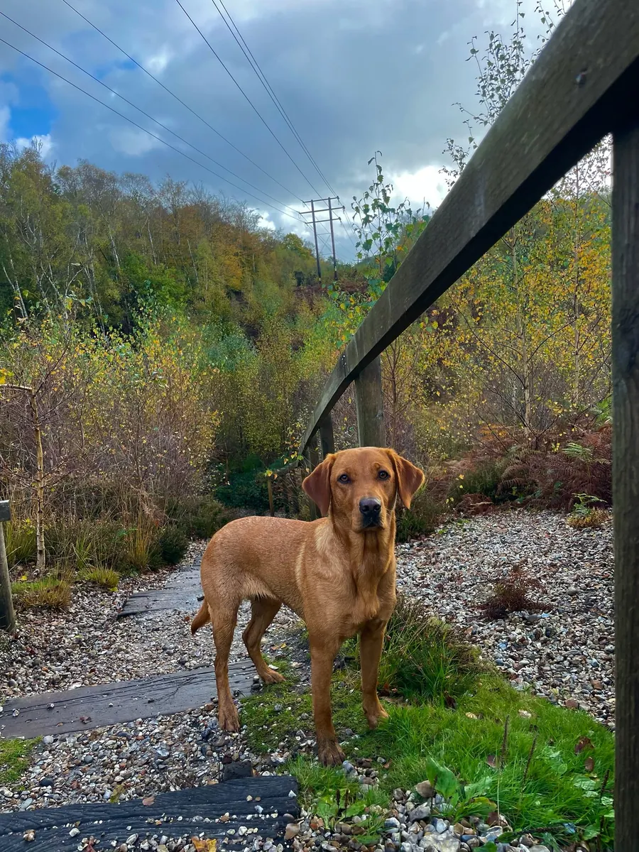 Life on the farm at Pittfield Gundogs