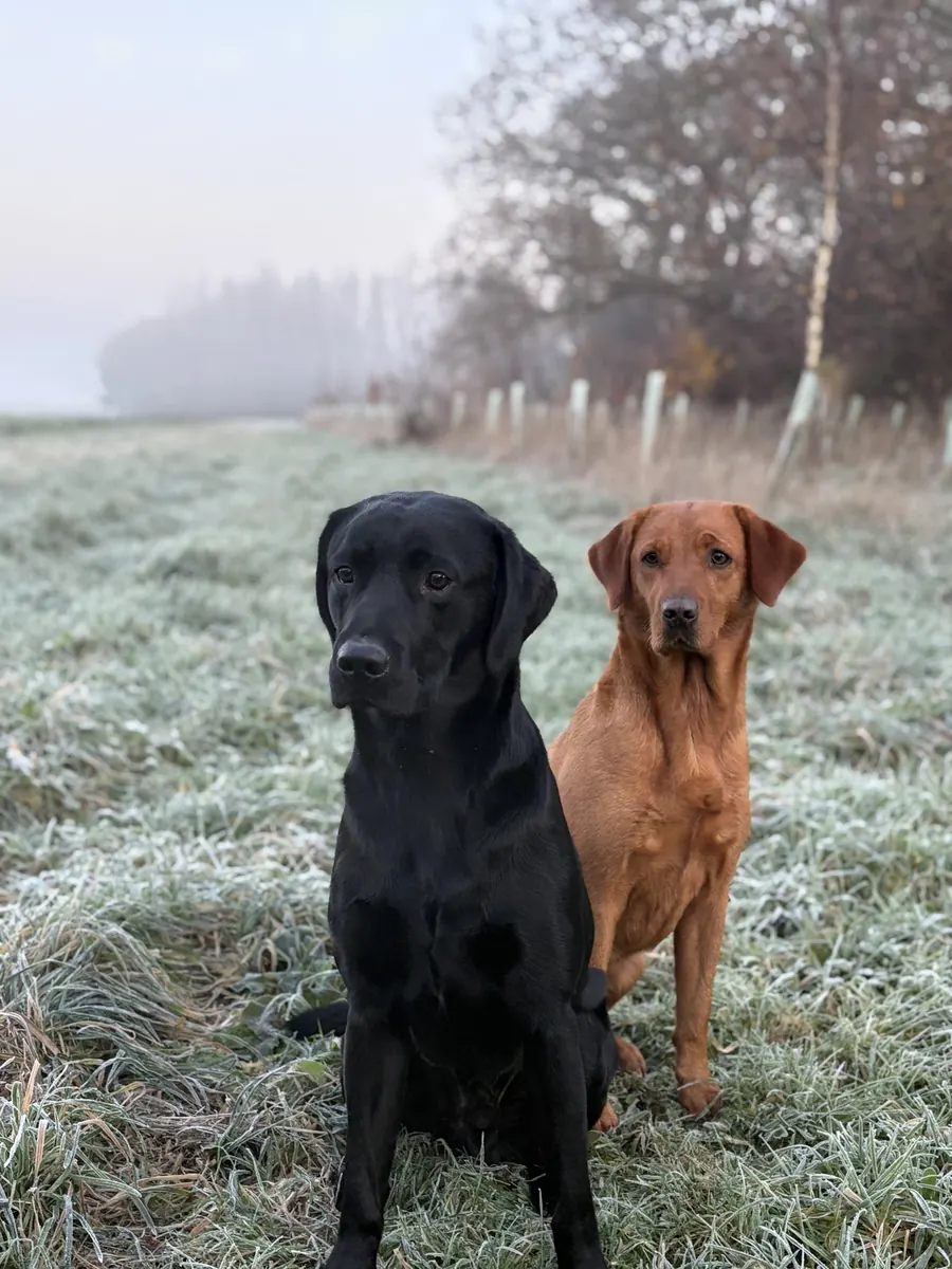 Life on the farm at Pittfield Gundogs