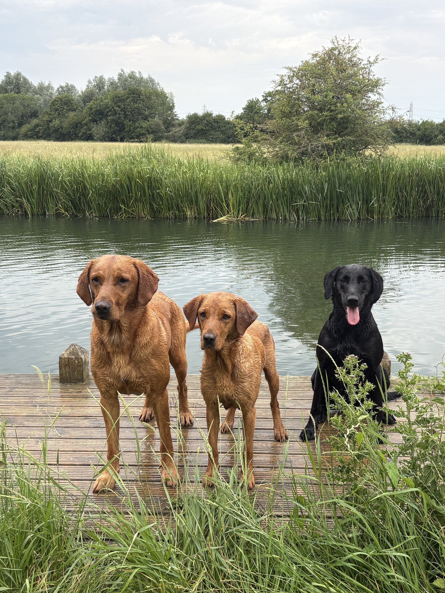 Two fox red and one black Labrador standing on the jetty by the water