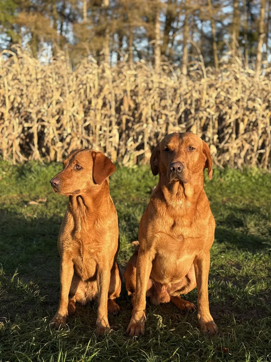Life on the farm at Pittfield Gundogs
