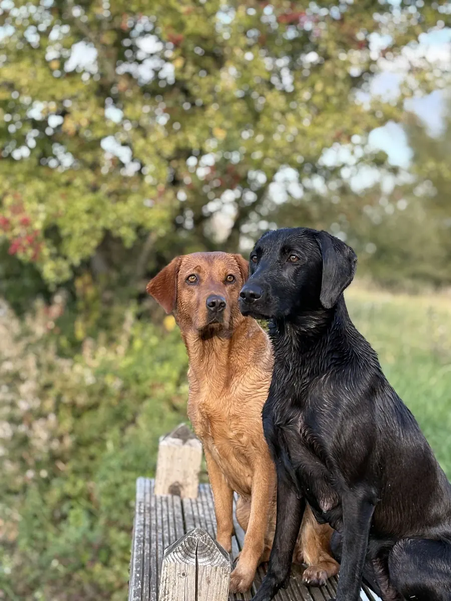 Life on the farm at Pittfield Gundogs