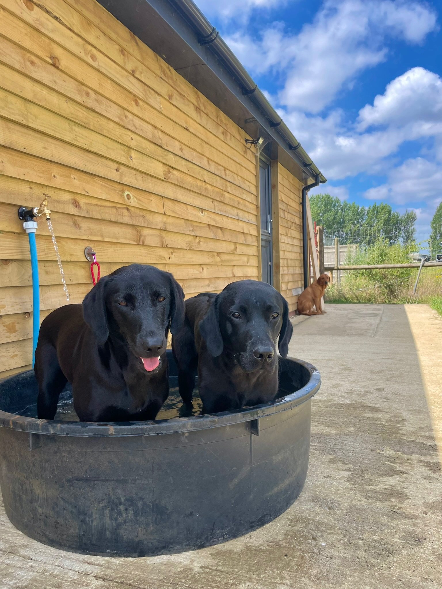 Two black Labradors cooling off in a paddling pool on the farm