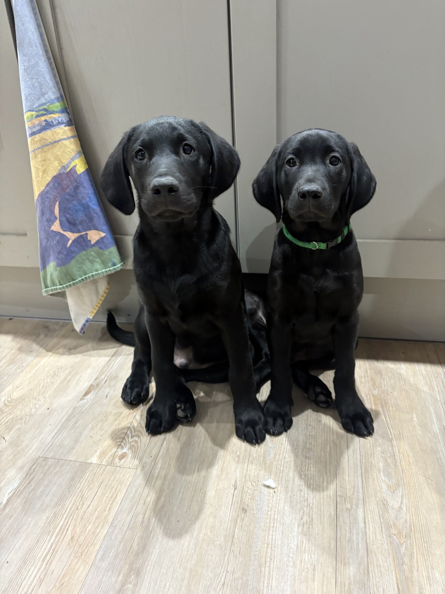 Two young black Labradors sitting side by side indoors