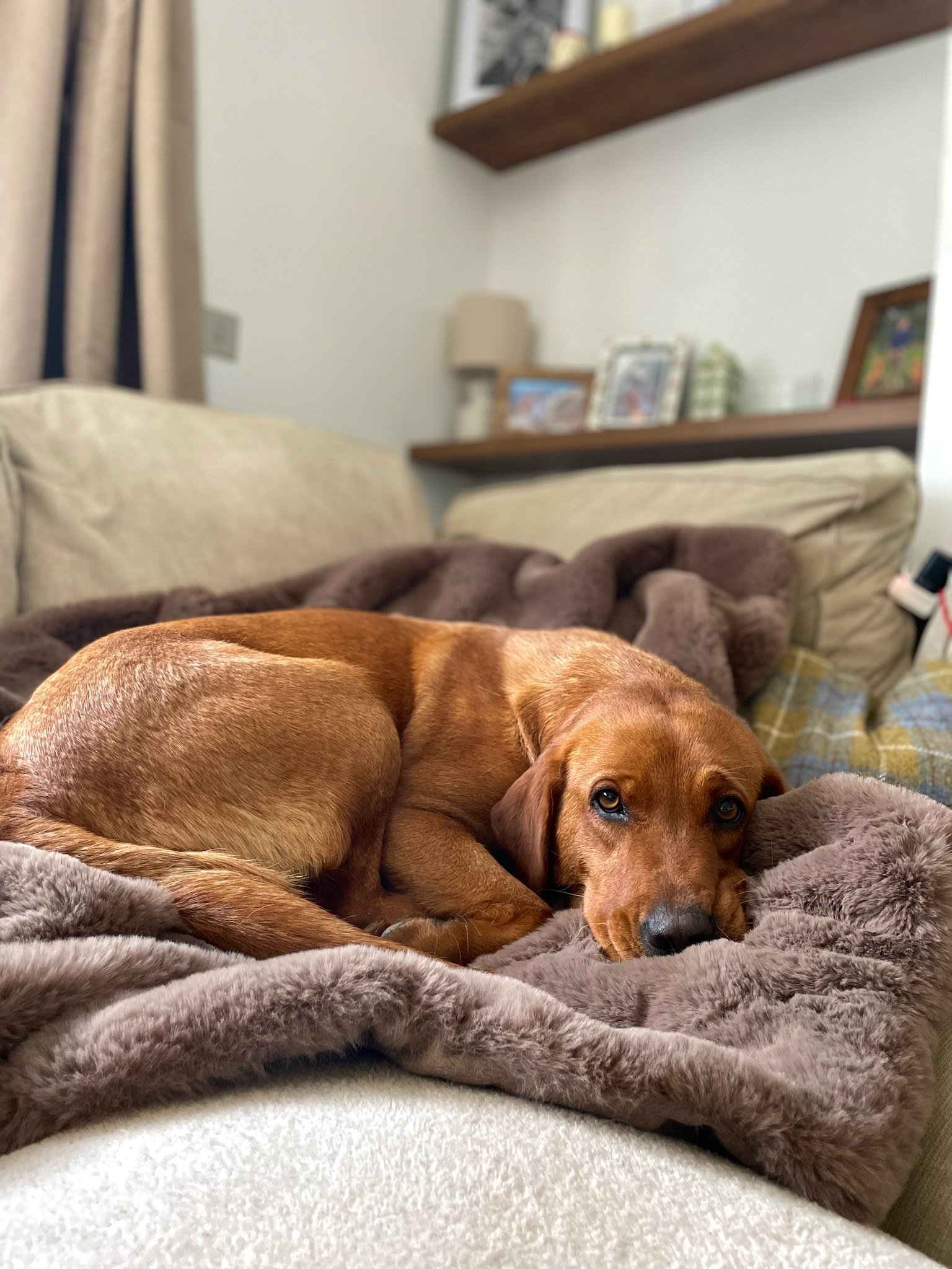 A fox red Labrador curled up asleep on the sofa