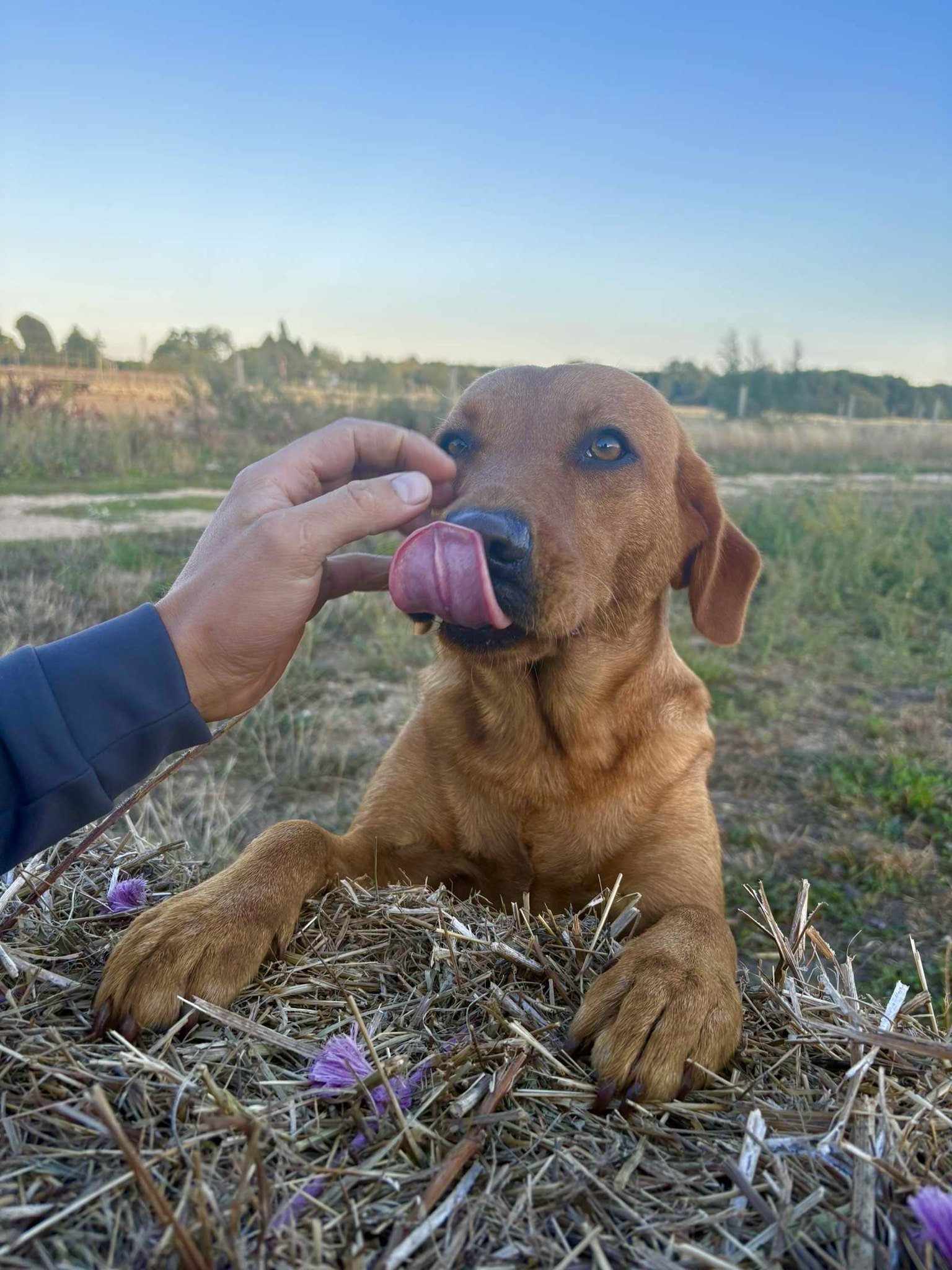 A fox red Labrador licking its nose while resting on a straw bale at sunset