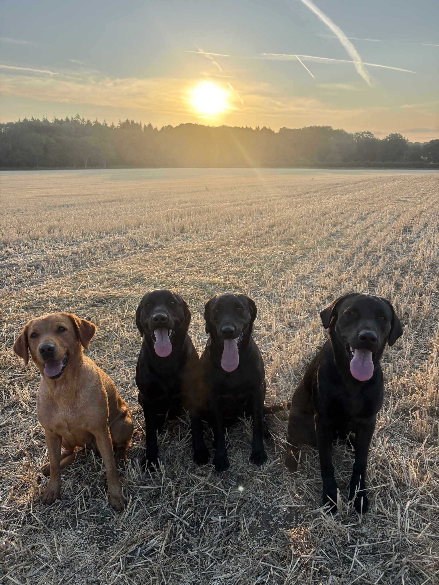 Four Labradors sitting in the stubble field at sunrise