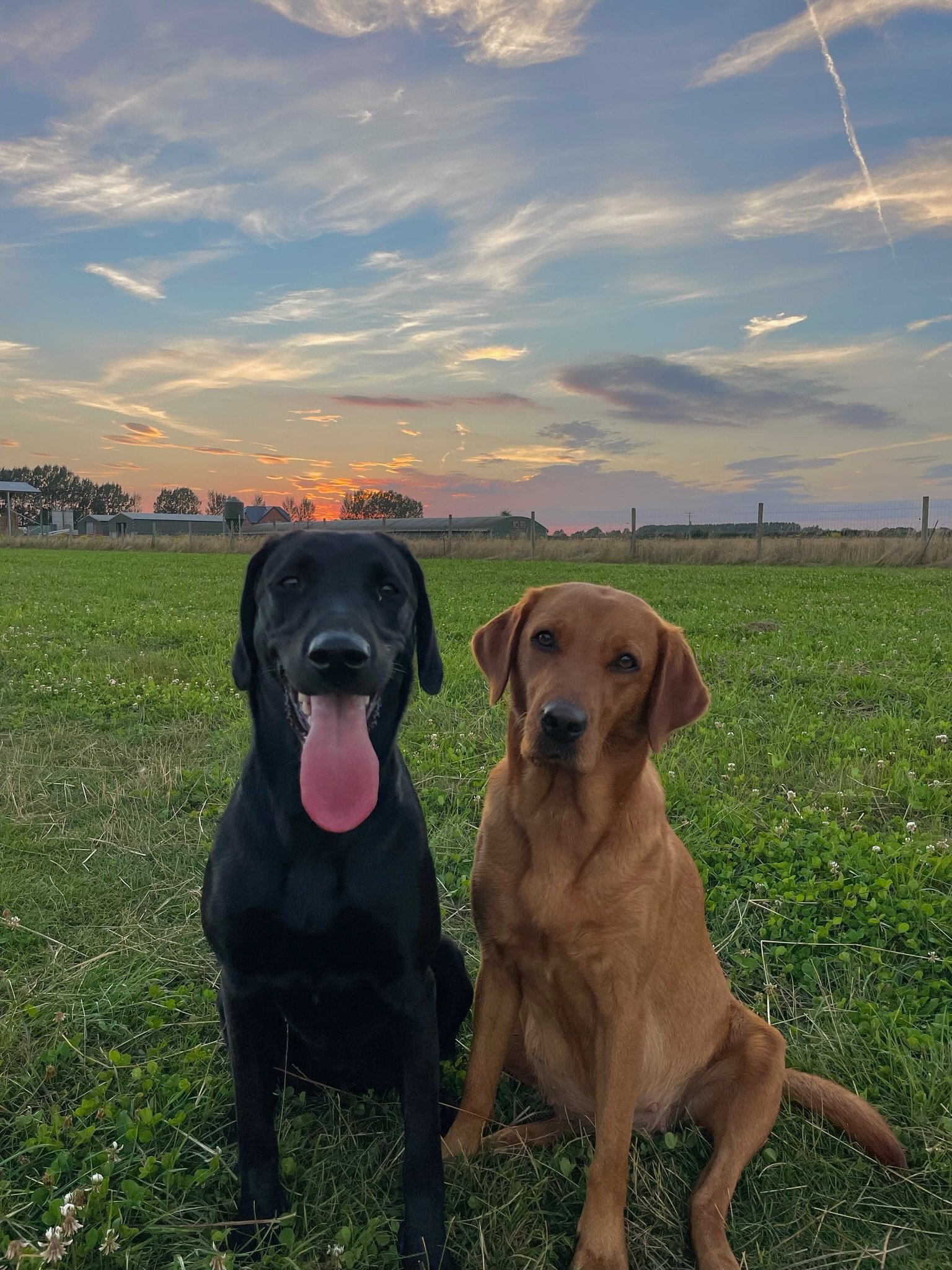 A black and a fox red Labrador sitting together at sunset