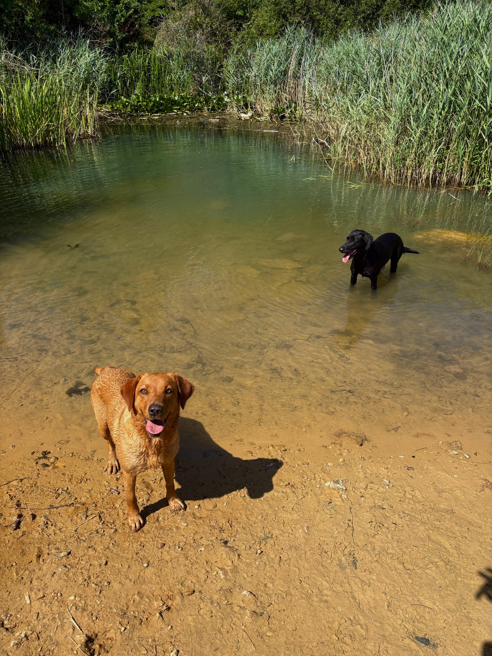A fox red Labrador on the bank and a black Labrador swimming in a pond