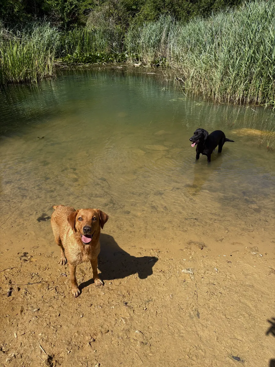 Life on the farm at Pittfield Gundogs