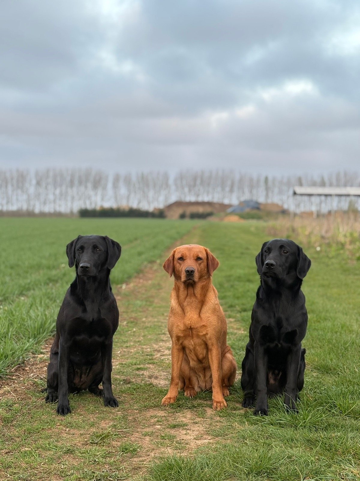 Three Labradors sitting on a farm track under a moody sky