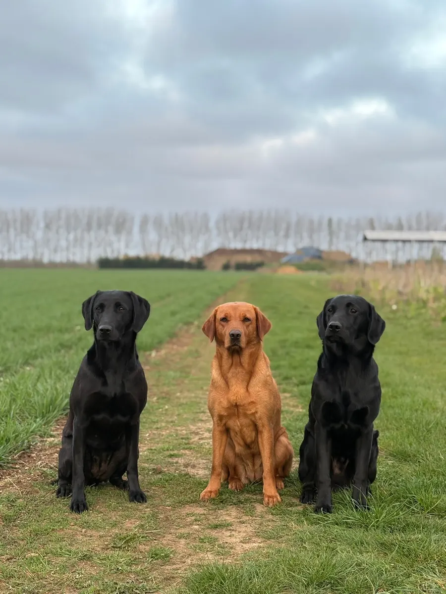 Life on the farm at Pittfield Gundogs