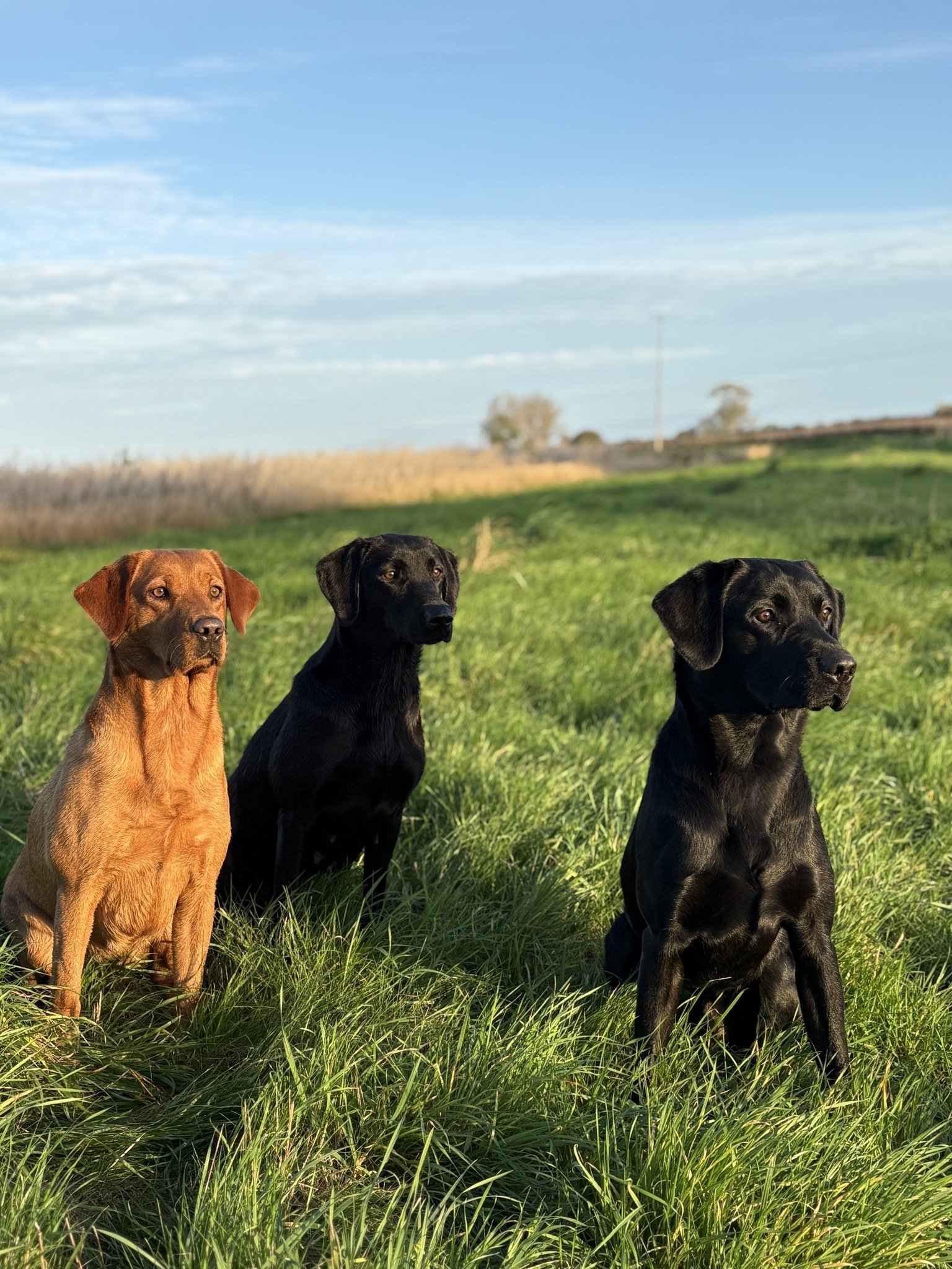 Three Labradors sitting in long grass beside the maize