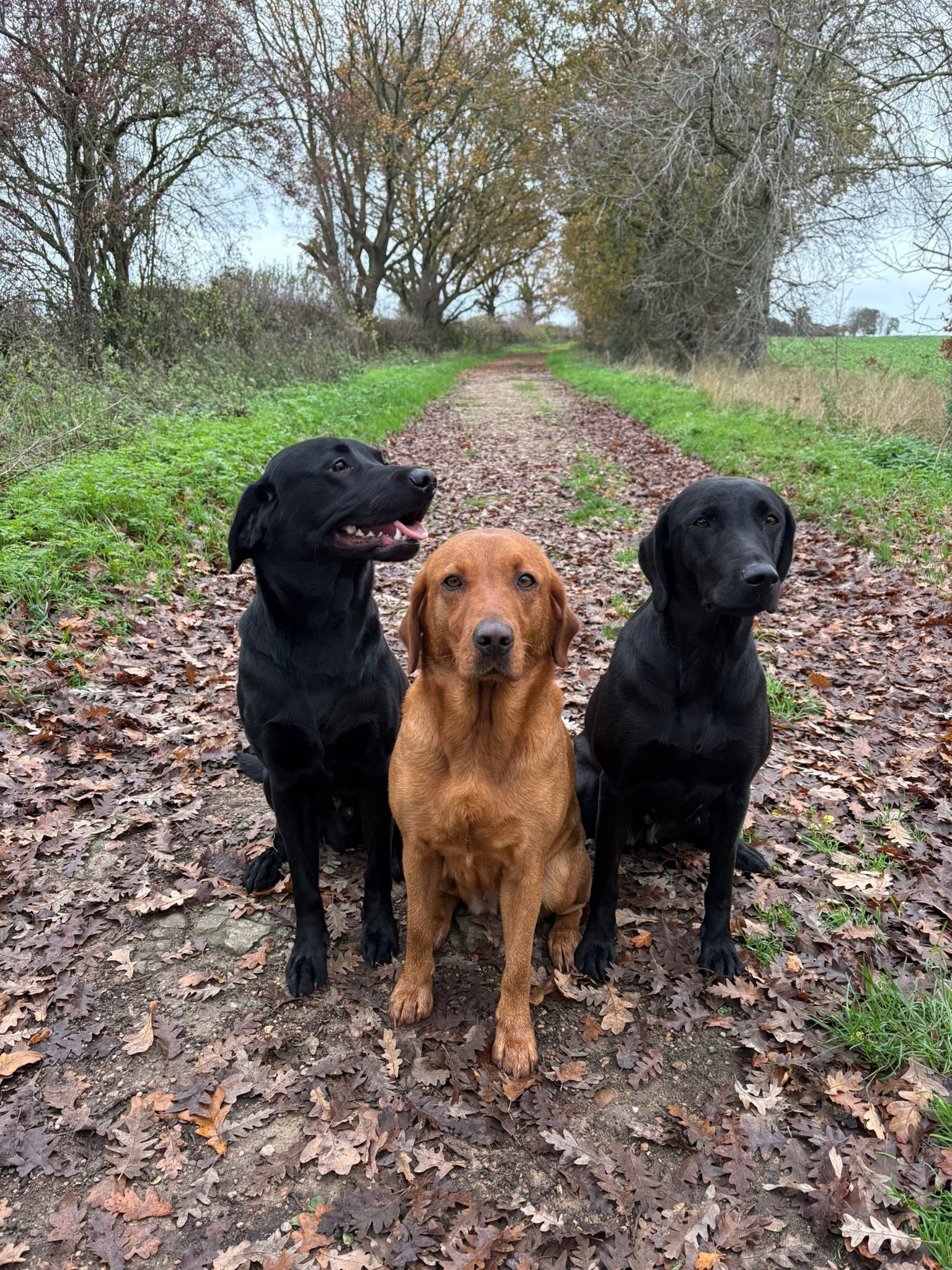 Three Labradors sitting on a woodland path in autumn