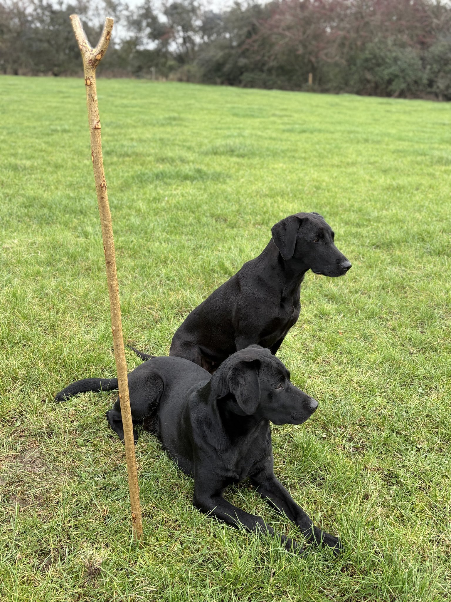 Two black Labradors resting together on the lawn