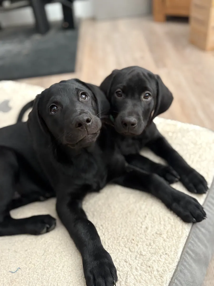 Life on the farm at Pittfield Gundogs