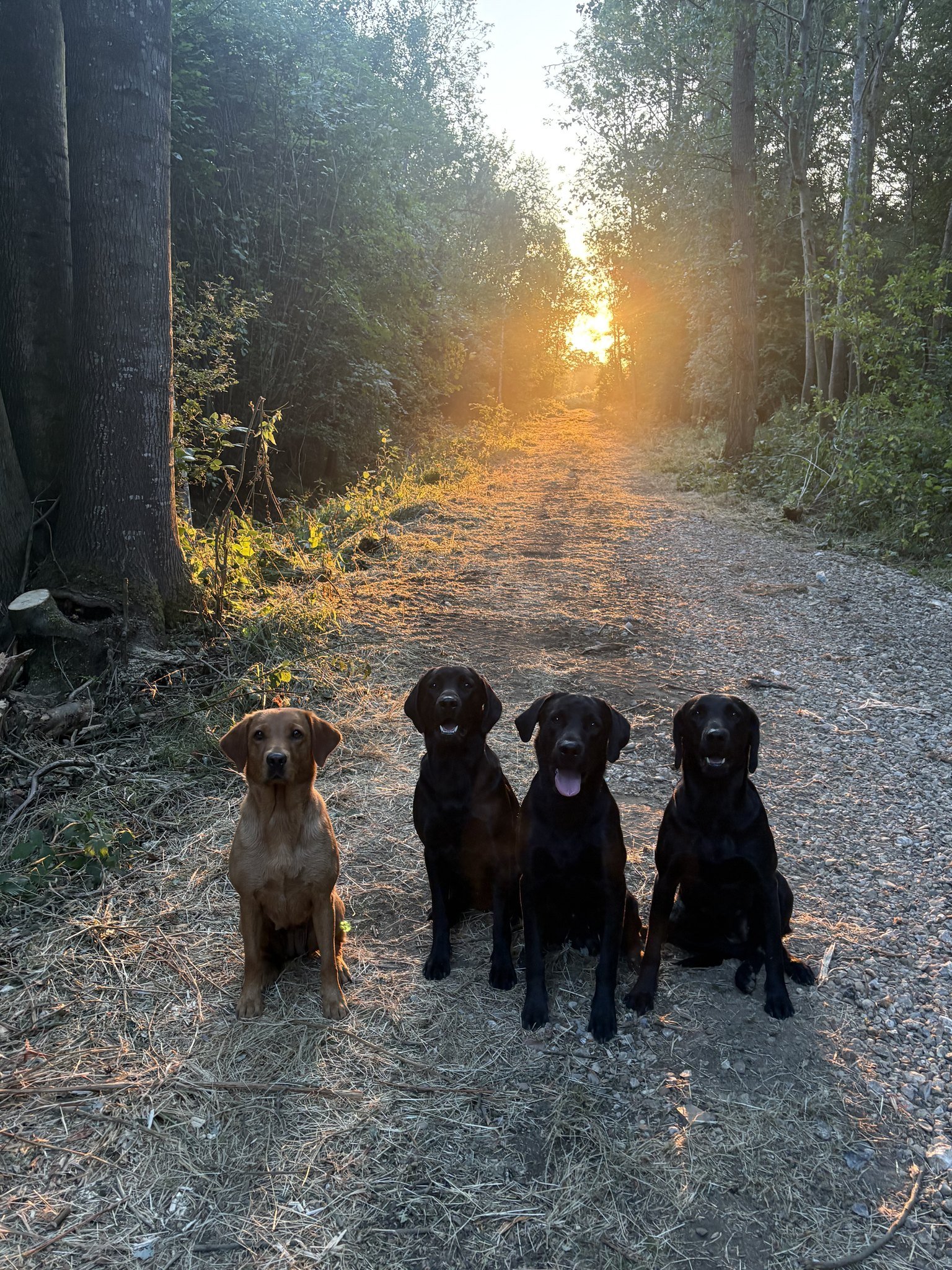 Four Labradors waiting on a woodland track as the sun comes up