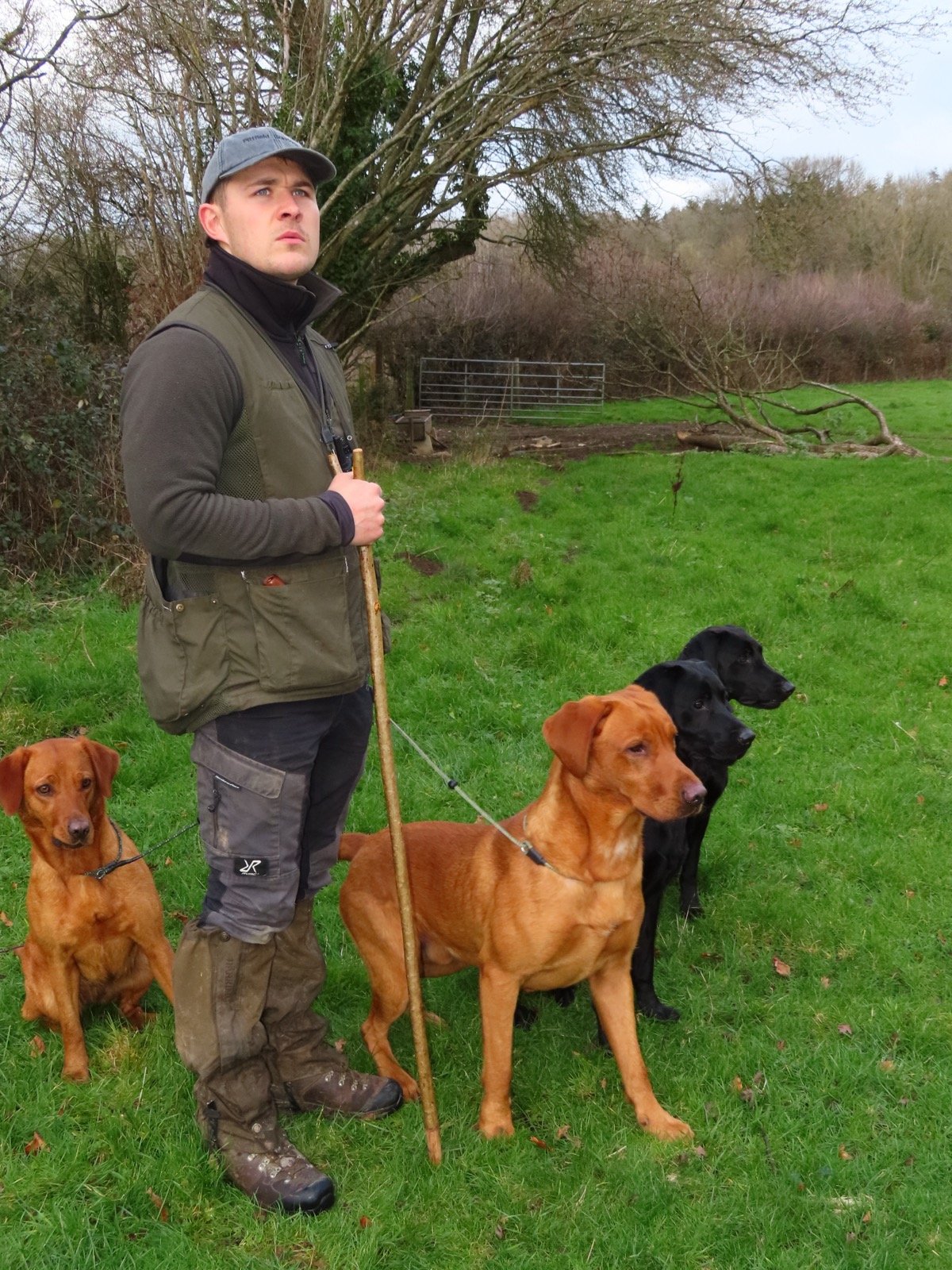 Henry standing in a field with three of the Pittfield dogs