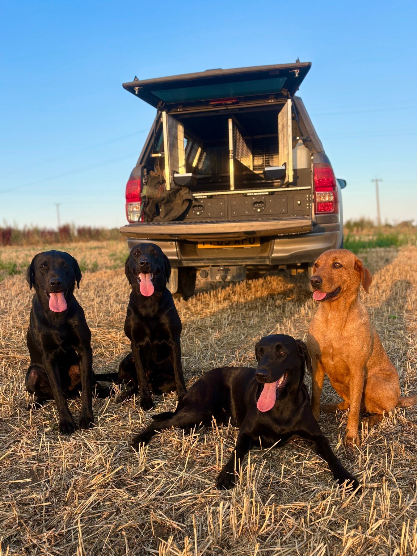 The Pittfield team of dogs by the truck at golden hour