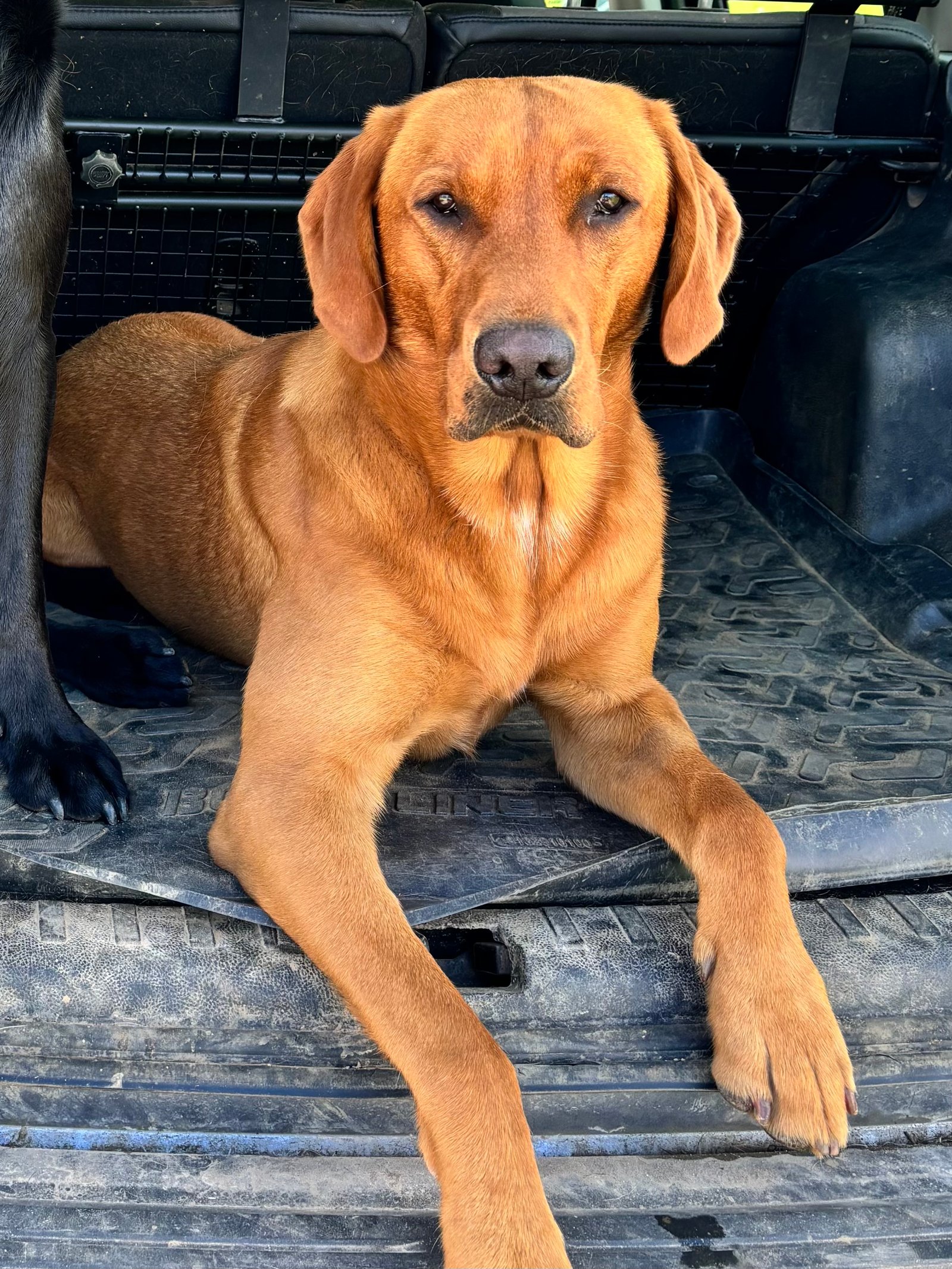 Maverick relaxing in the back of the car