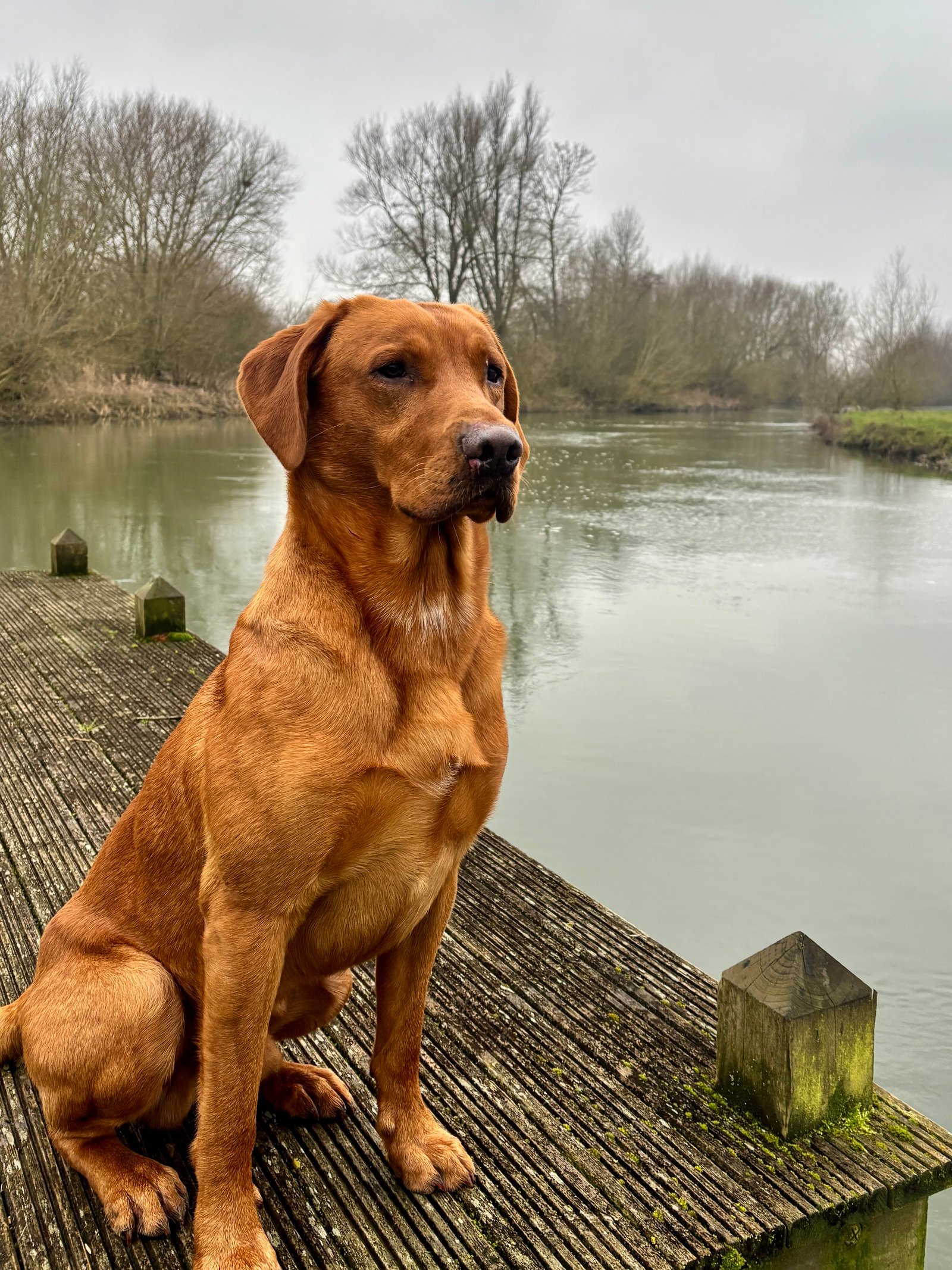 Maverick sitting on a jetty by the river