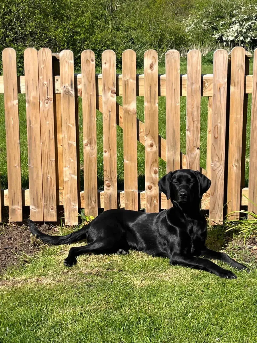 A Pittfield puppy at home with its new family
