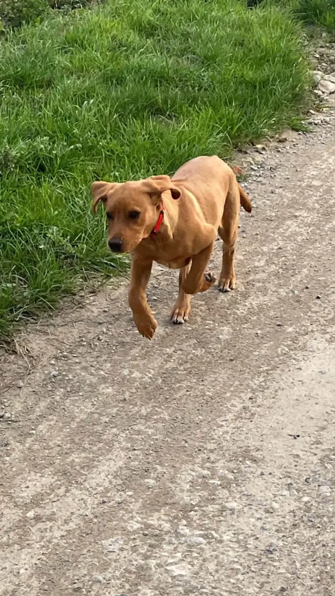 A Pittfield puppy at home with its new family