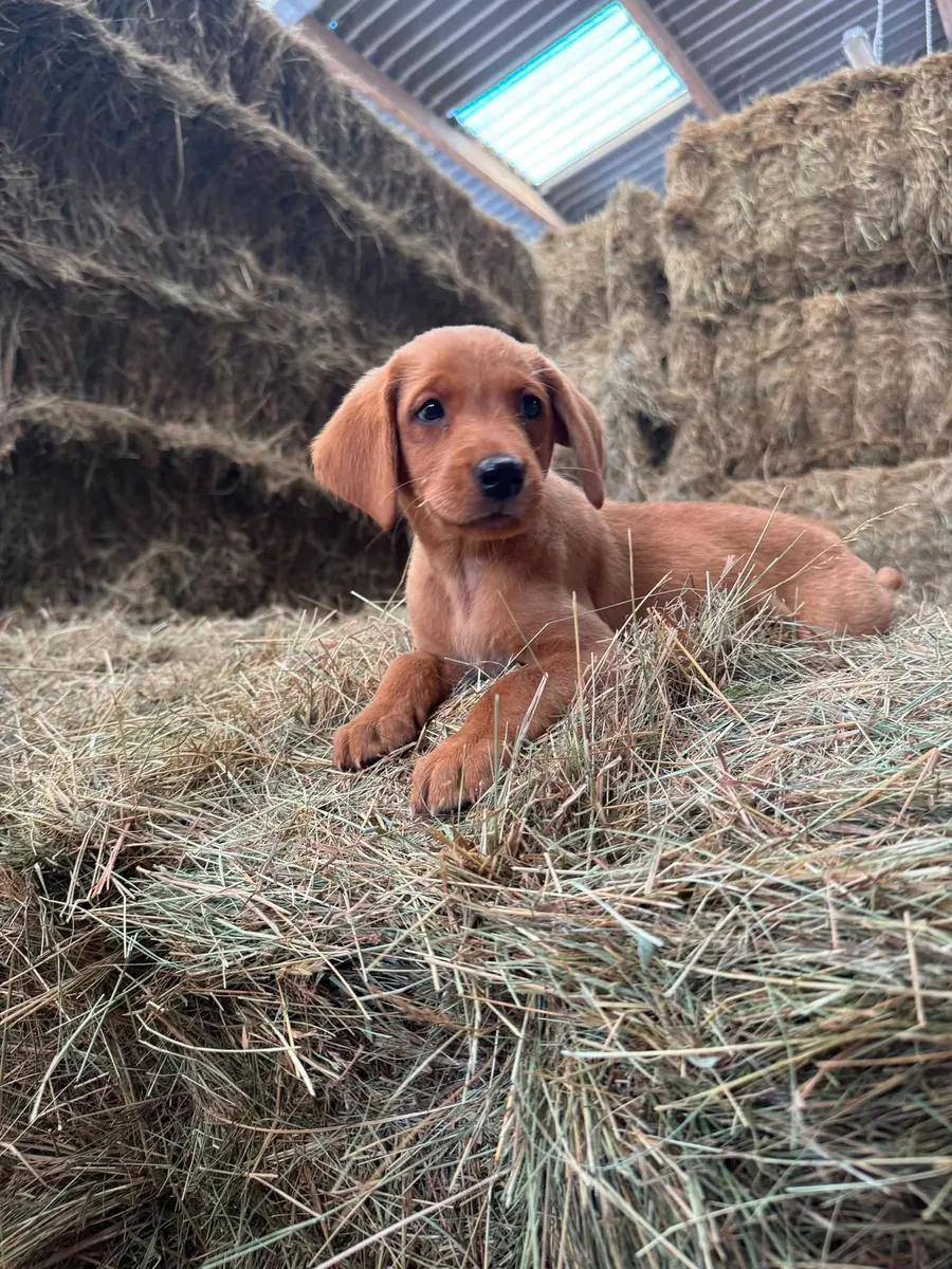 A Pittfield puppy at home with its new family