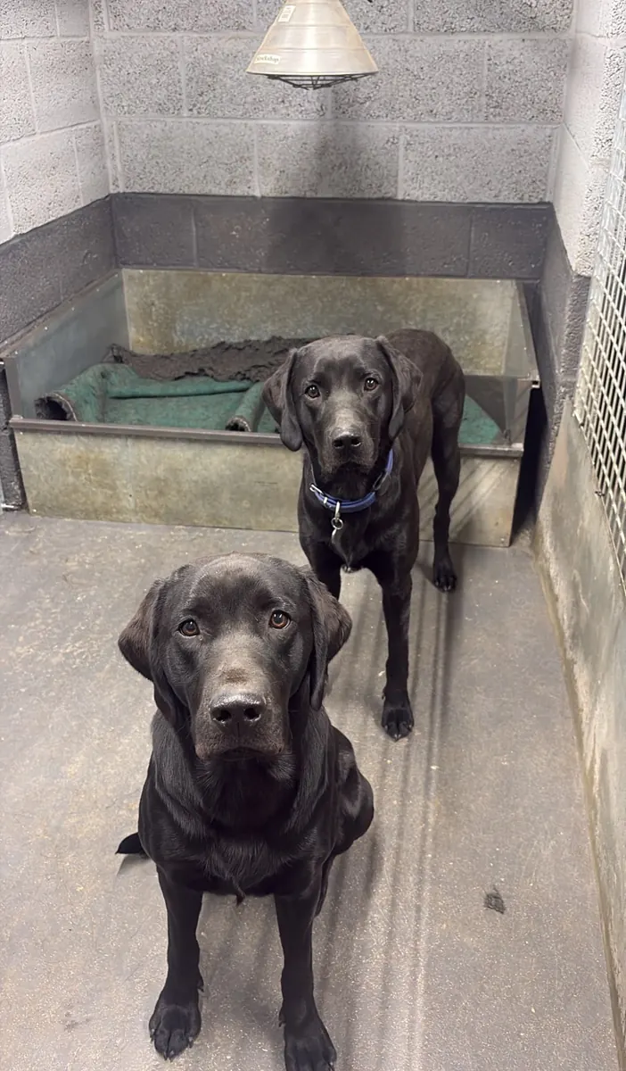 A Pittfield puppy at home with its new family